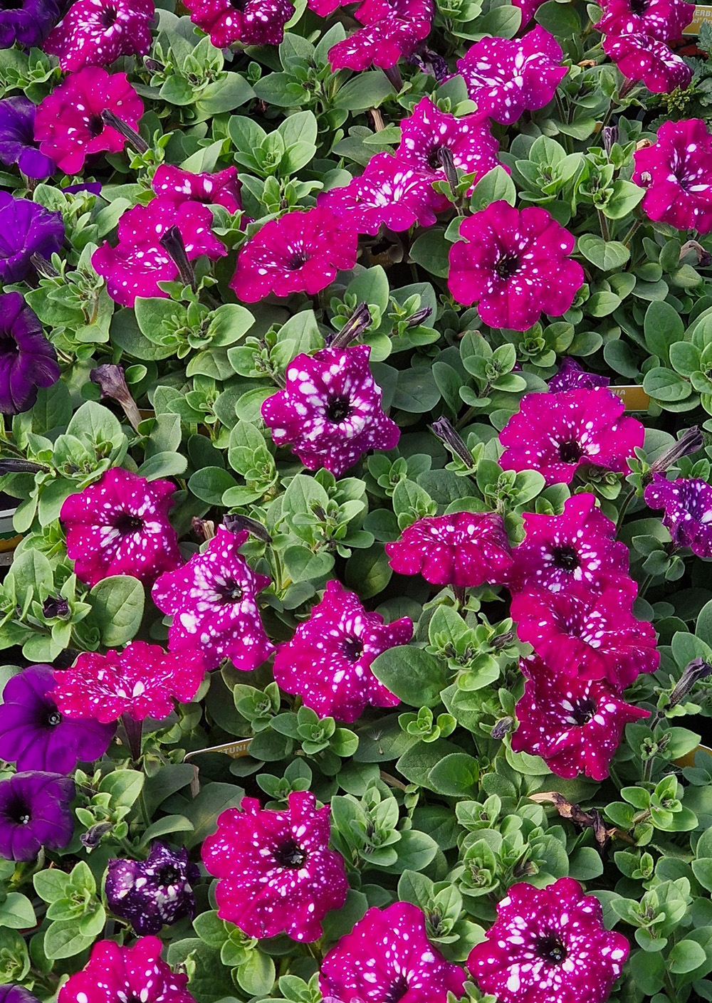 Blumen