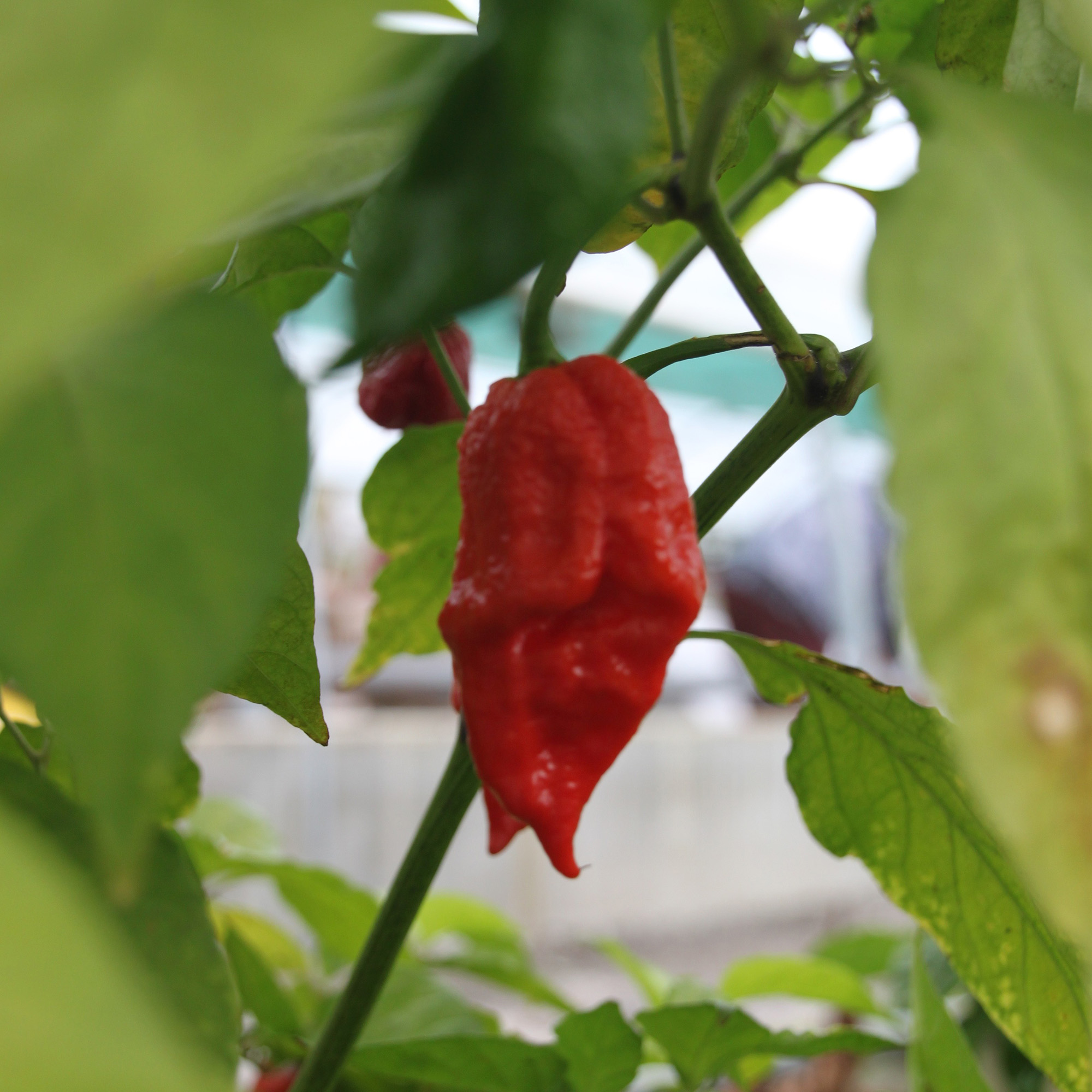 Chili